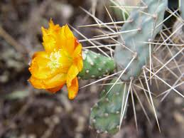Como norma general, la mayoría de los cactus del desierto prefieren una exposición soleada. Los Cactus Y El Cambio Climatico Inte Pucpinte Pucp