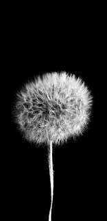 White dandelion illustration, paper drawing poster dandelion black and white, cartoon dandelion, cartoon character, botany, white png. Download 1440x2960 Wallpaper Bw Minimal Dandelion Samsung Galaxy S8 Samsung Galaxy S8 Plus 1440x2960 Hd Image Background 23655