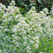 Image result for Centranthus