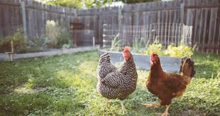 Keeping chickens the popularity of keeping poultry continues to grow year by year with more backyards across australia discovering the joys of keeping their own flock. All Cooped Up At Home Coronavirus Triggers A Run On Backyard Chickens