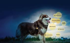 We did not find results for: Vetstem Cell Therapy Arthritis In Dogs Amp Cats Tendons Ligaments Amp Joints In Horses