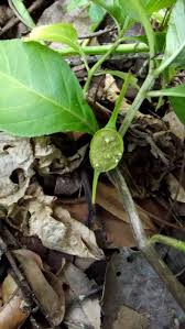 Image result for Dorstenia buchananii