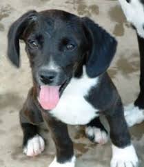 Black And White Border Collie Beagle Mix Little Jack Is An Adoptable Dachshund Dog In Salem Nh Little Jack Is A 5 Month Old Black And White Neutered Male Da Adoptable Dachshund Dog Dogs Jack Russell