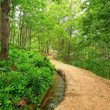 ‫غابة‬‎ ile ilgili görsel sonucu