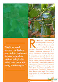 Image result for Rhamnus prinoides