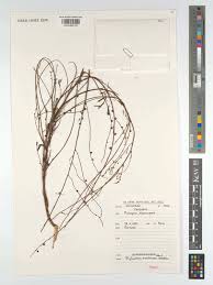 Image result for Phyllanthus mendoncae