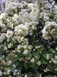 Image result for Dombeya shupangae