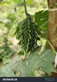 Tuberculate Fruit Royalty-Free Images, Stock Photos & Pictures