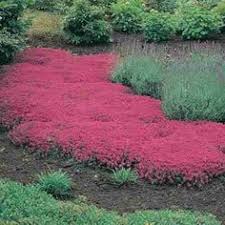 The following stations are within zone 9: 10 Best Ground Cover Garden Plans For Zone 9 Ideas Ground Cover Covered Garden Garden Planning