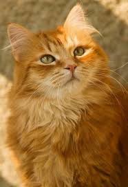 Favourite add to ginger fluffy cat miniature striped cat memorial gifts originalknittedtoys. The Color Of Your Cat And Her Personality Cattime Orange Tabby Cats Beautiful Cats Pretty Cats