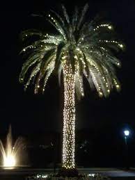 Northern Light Merry Tropical Christmas Tropical Christmas Christmas Lights Outdoor Trees Florida Christmas