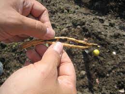 Black beans companion plant well with cucumbers, celery and strawberries. How To Grow Your Black Beans With These Easy Steps