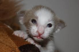 The head and neck is longer than average. Cat Kitten Cat Baby Oriental Shorthair Fur Charming Animal Carnivores Cute Fluffy Hair Pikist