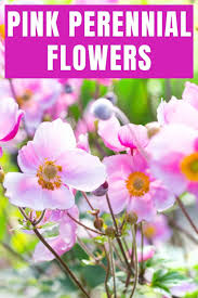 Giant hosta, giant canna lily, giant elephant ears, etc. 25 Delightful Pink Perennial Flowers For Your Garden