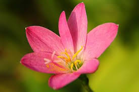 Image result for Zephyranthes minuta