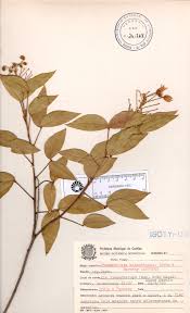 Image result for Chamaecrista wittei