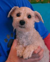Schnauzer Maltese Mix Puppies For Sale Goldenacresdogs Com Schnauzer Mini Puppies For Sale Puppy Adoption Mauzer M In 2020 Schnauzer Mix Cute Small Dogs Mini Puppies
