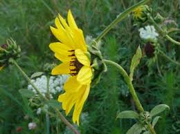You can find columbine growing from april to july in virginia. Sunflower Pictures Flowers Leaves Identification Helianthus Annuus