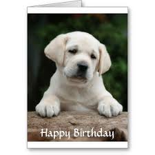 Happy Birthday Labrador Retriever Puppy Card Zazzle Com Labrador Puppy Labrador Retriever Dogs Golden Retriever