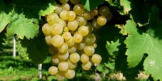 Sunt interesat să cumpăr struguri. Vin De Casa Cum Se Obtine Si Cat Zahar Se Pune La Vin Sfatul Gradinavesela Ro