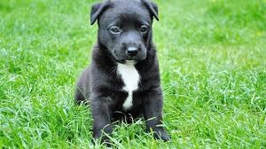 A vous maintenant de trouver le nom parfait. Comment Choisir Le Meilleur Prenom Pour Votre Chien Notre Liste D Idees