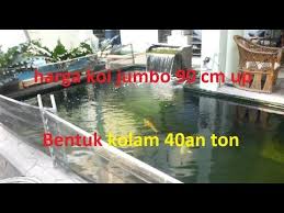 Beginilah Kolam Ikan Koi Jumbo Harga Dan Filterasinya Youtube Dengan Gambar Kolam Kolam Ikan Ikan