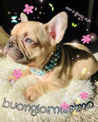 Pin Di Iccio Su Buon Giorno Buongiorno Bellissimo Buongiorno