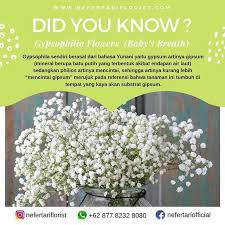 Tahu Gak Sih Arti Dari Bunga Yang Satu Ini Yap Gypsophilia Flower Baby S Breath Bunga Yang Selalu Menampilkan Kesan Manis Did You Know Meant To Be Instagram