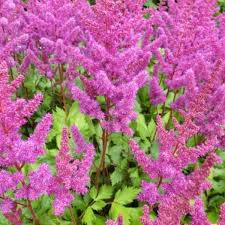 The tall, feathery, clear pink blooms rise above the mound of lush green foliage, adding a light, airy quality. Astilbe Chinensis Vision In Red Stauden Pflanzen Kaufen Online Matelma Com