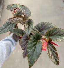 Image result for Begonia potamophila