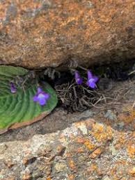 Image result for Streptocarpus hirticapsa
