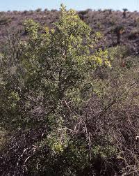 Image result for Diospyros dichrophylla