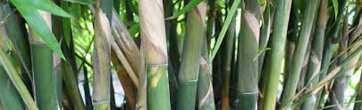 If you want to control their growth even more, you can periodically dig out the clumping bamboo is easy to block with edging or root barriers and it won't pass under sidewalks. Non Invasive Bamboo Palmco Florida