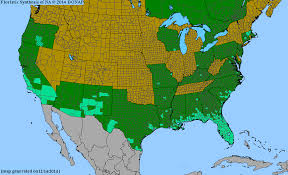 Image result for Bidens pilosa