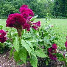 Cockscomb Seeds Celosia Cristata Flower Seeds Plants Annual Flowers