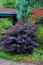 Lila Pixie Loropetalum Loropetalum Pixie Hinterhof Garten Garten Garten Bepflanzen