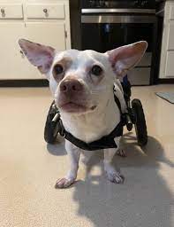 All adopted animals may be returned for illness or behavior problems within fourteen (14) days of the adoption. Dog For Adoption Angel A Jack Russell Terrier Mix In Manchester Ct Petfinder