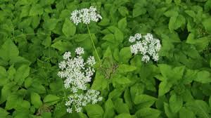 Image result for Afroligusticum