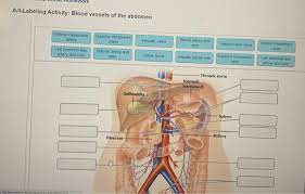 Branches off the internal thoracic artery and runs along the costal margin to supply the hypochondriac region of the abdominal wall and the anterolateral muscles and the diaphragm. Solved Art Labeling Activity Blood Vessels Of The Abdome Chegg Com