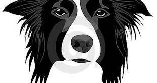 Border Collie Royalty Free Stock Images Image 18883489 Border Collie Art Border Collie Dog Dog Drawing