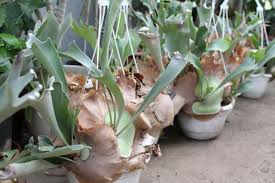 Image result for parožnatka Platycerium