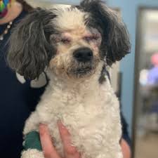 Maybe you would like to learn more about one of these? Mission Animal Hospital Eden Prairie Minnesota Facebook