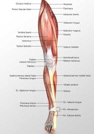 We find type ii b fibers throughout the body, but particularly in the upper body where they give speed and strength to the arms and chest at the. Muscle 3d Illustrations Human Body Illustrations