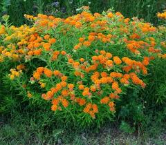 Pleurisy Root Official Asclepias Tuberosa Seeds Organic With Images Asclepias Tuberosa Asclepias Herbaceous Perennials