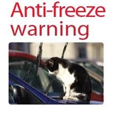 Antifreeze is poisonous for cats and dogs. The Danger Of Antifreeze