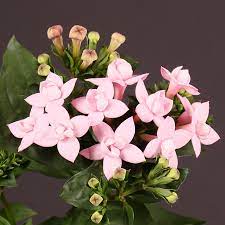 Behindtheflowers