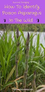 Account Temporary On Hold Survival Edible Wild Plants Wild Foraging