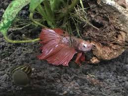 No posts or comments praising or advertising betta fighting. Betta Popeye Causes Symptoms Treatment
