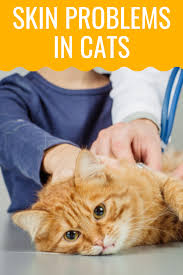 Skin Problems In Cats Cat Skin Cat Skin Problems Cats