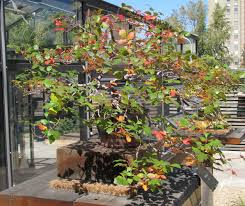 *the property search assessor and permit information updated nightly* *the maps and data obtained from this site are for informational purposes only, all information is subject to verification. Rhus Trilobata Autumn Amber Three Leaf Sumac Colorado Rocky Mountain Bonsai Suiseki